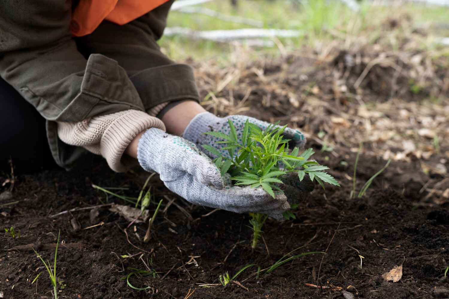 Best Commercial Tree Services  in Lockwood, MO